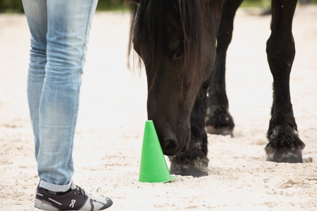 Systemisches Coaching mit Pferden