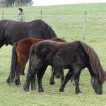 Formation der Co Trainer im Pferdecoaching
