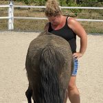 Systemisches Coaching mit Pferd